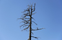 Au pays du cèdre, le réchauffement climatique menace l'emblème du Liban Au pays du cèdre, le réchauffement climatique menace l'emblème du Liban