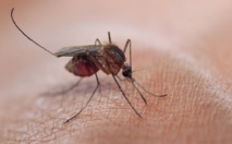 A la recherche de nouvelles molécules contre le paludisme