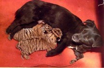 Une chienne nourrit deux bébés tigres rejetés par leur mère Une chienne nourrit deux bébés tigres rejetés par leur mère