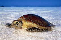 "Sous le signe de la tortue": au secours d'une espèce menacée (diffusion le 11 juin sur France 5) "Sous le signe de la tortue": au secours d'une espèce menacée (diffusion le 11 juin sur France 5)