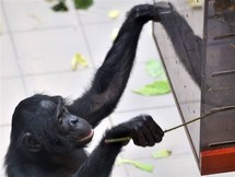 Belgique: une femelle bonobo sacrée "singe le plus intelligent du monde" Belgique: une femelle bonobo sacrée "singe le plus intelligent du monde"