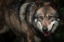 Une femme mordue par un loup qu'elle gardait chez elle Une femme mordue par un loup qu'elle gardait chez elle