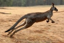 Une Australienne agressée par un kangourou en sortant ses chiens Une Australienne agressée par un kangourou en sortant ses chiens