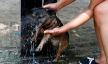 Les changements climatiques ont joué un rôle dans la canicule Les changements climatiques ont joué un rôle dans la canicule