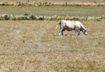 Des sécheresses à répétition en France depuis l'été 76 Des sécheresses à répétition en France depuis l'été 76