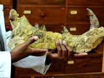 Kenya: sur les traces de Simbakubwa, dans le capharnaüm du musée de Nairobi Kenya: sur les traces de Simbakubwa, dans le capharnaüm du musée de Nairobi