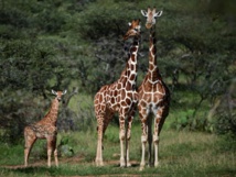 En Afrique, la girafe et la menace d'"extinction silencieuse" En Afrique, la girafe et la menace d'"extinction silencieuse"