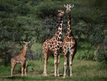 En Afrique, la girafe et la menace d'"extinction silencieuse"