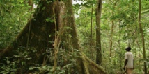 Le Gabon, 1er pays africain payé pour ses efforts contre la déforestation Le Gabon, 1er pays africain payé pour ses efforts contre la déforestation