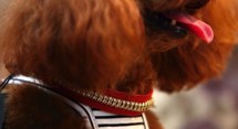 Sa maîtresse l'enterre avec des diamants: la tombe d'un caniche profanée Sa maîtresse l'enterre avec des diamants: la tombe d'un caniche profanée