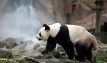 Le zoo de Beauval rêve d'une prolongation pour les pandas chinois Le zoo de Beauval rêve d'une prolongation pour les pandas chinois