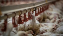 La Pologne: milliardaire en poulets et championne d'Europe d'élevage de volaille La Pologne: milliardaire en poulets et championne d'Europe d'élevage de volaille