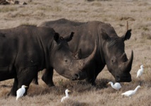 17 rhinocéros noirs sud-africains envoyés au Malawi