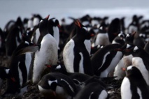 Cinq choses à savoir sur la faune en Antarctique Cinq choses à savoir sur la faune en Antarctique