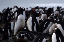 Cinq choses à savoir sur la faune en Antarctique 