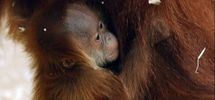 Une grand-mère orang-outan trop possessive Une grand-mère orang-outan trop possessive