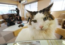 Autriche: un premier "café à chats" ouvre ses portes à Vienne Autriche: un premier "café à chats" ouvre ses portes à Vienne