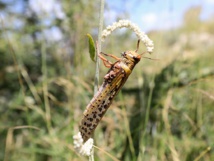 Afrique de l'est: les infestations de criquets menacent la sécurité alimentaire (FAO, Onu) Afrique de l'est: les infestations de criquets menacent la sécurité alimentaire (FAO, Onu)