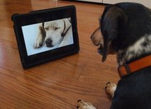 "Dog TV", ou quand la télé, c'est pour les chiens "Dog TV", ou quand la télé, c'est pour les chiens