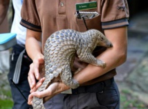 Dans un sanctuaire centrafricain, chercheurs et pygmées alliés pour sauver le pangolin Dans un sanctuaire centrafricain, chercheurs et pygmées alliés pour sauver le pangolin