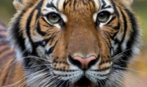 Coronavirus: Un tigre contaminé dans un zoo de New York