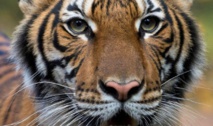Coronavirus: Un tigre contaminé dans un zoo de New York Coronavirus: Un tigre contaminé dans un zoo de New York