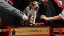 Uggie, le chien de "The Artist", laisse ses empreintes à Hollywood Uggie, le chien de "The Artist", laisse ses empreintes à Hollywood