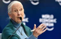 Coronavirus: les humains doivent cesser de "mépriser" la nature avertit Jane Goodall Coronavirus: les humains doivent cesser de "mépriser" la nature avertit Jane Goodall
