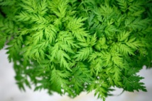 La médecine traditionnelle africaine monte au créneau face au coronavirus La médecine traditionnelle africaine monte au créneau face au coronavirus