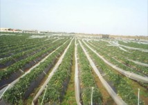 Vers une redynamisation du secteur agricole marocain : le cas du pôle agro-industriel de Berkane