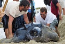 Une tortue géante découverte sur une plage en Camargue Une tortue géante découverte sur une plage en Camargue