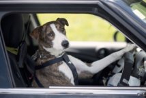 En Nouvelle-Zélande, des chiens prennent le volant En Nouvelle-Zélande, des chiens prennent le volant