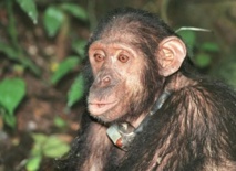 Les "chimpanzés" meilleurs que les hommes pour investir en Bourse Les "chimpanzés" meilleurs que les hommes pour investir en Bourse