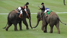 Jouer au polo en Thaïlande, oui, mais à dos d'éléphants Jouer au polo en Thaïlande, oui, mais à dos d'éléphants