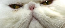 Iran: un chat persan candidat pour un vol dans l'espace Iran: un chat persan candidat pour un vol dans l'espace