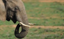Les réseaux sociaux chinois au secours des éléphants et des rhinos massacrés Les réseaux sociaux chinois au secours des éléphants et des rhinos massacrés