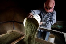 Liban: le trafic de haschich dopé par la guerre en Syrie Liban: le trafic de haschich dopé par la guerre en Syrie