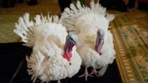 Thanksgiving: Obama sacrifie à la tradition et gracie deux dindes Thanksgiving: Obama sacrifie à la tradition et gracie deux dindes