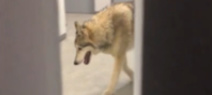 JO-2014 - La vidéo du loup dans un hôtel était un canular JO-2014 - La vidéo du loup dans un hôtel était un canular