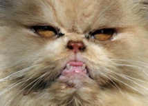 Terrorisés par leur chat persan, ils demandent l'aide de la police Terrorisés par leur chat persan, ils demandent l'aide de la police