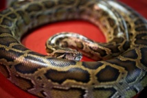 Hong Kong: un chien sauvé des anneaux d'un python par sa maîtresse Hong Kong: un chien sauvé des anneaux d'un python par sa maîtresse