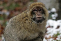 Un singe capturé en région parisienne