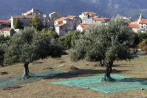 France: un premier cas de bactérie tueuse d'olivier détecté en Corse