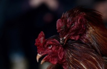 France: l'interdiction de nouveaux gallodromes jugée conforme à la Constitution France: l'interdiction de nouveaux gallodromes jugée conforme à la Constitution