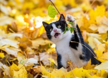 Opérations antiterroristes: la police belge offre des croquettes aux chats qui "l'ont aidée" Opérations antiterroristes: la police belge offre des croquettes aux chats qui "l'ont aidée"