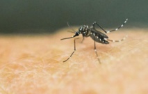Un cas de Zika déclaré en Thaïlande Un cas de Zika déclaré en Thaïlande