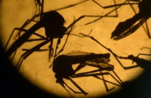 Zika: trois morts au Venezuela Zika: trois morts au Venezuela