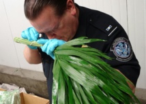 Etats-Unis: avant la Saint-Valentin, les fleurs importées passées au peigne fin Etats-Unis: avant la Saint-Valentin, les fleurs importées passées au peigne fin