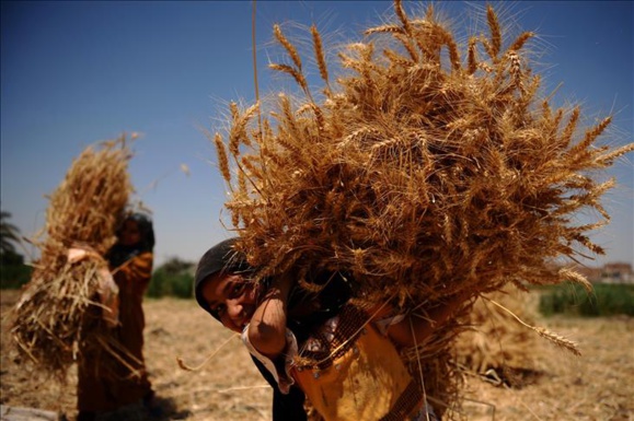 Blé: L'Afrique futur grenier du monde? Rien ne l'empêche théoriquement ! Blé: L'Afrique futur grenier du monde? Rien ne l'empêche théoriquement !
