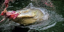 Un touriste russe tué par un crocodile en Indonésie